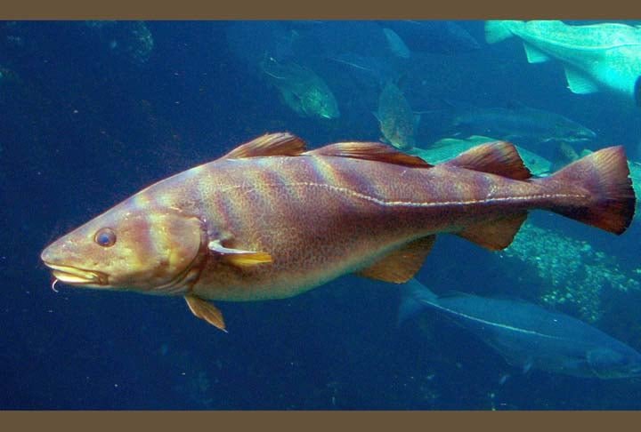 Bacalhau - Valorizado pelo seu sabor e pela qualidade das suas postas, não é um peixe que costuma agradar a todos. Mas, para quem gosta, é uma escolha que faz sucesso. 