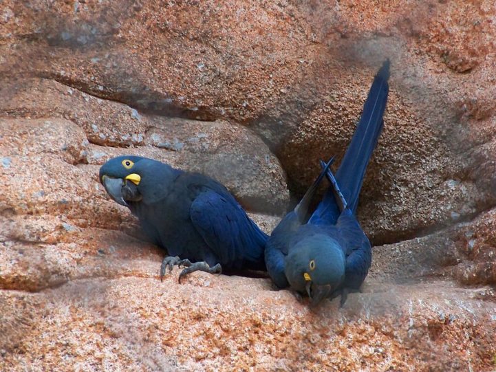 Arara-azul-de-lear: Endêmica do Brasil, esta arara está ameaçada pela captura ilegal para o comércio de animais de estimação e pela perda de habitat.-flickr - Marcos Pereira