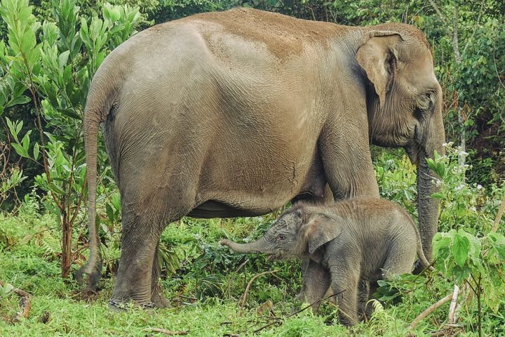 Elefante-de-sumatra: Com uma população de cerca de 2.800 indivíduos, sofre com a perda de habitat e caça ilegal por suas presas de marfim.-wikimedia commons/creative commons/Afrianto silalahi