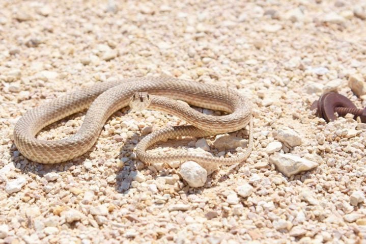 Muitas dessas espécies são noturnas, o que lhes permite evitar o calor intenso do dia.