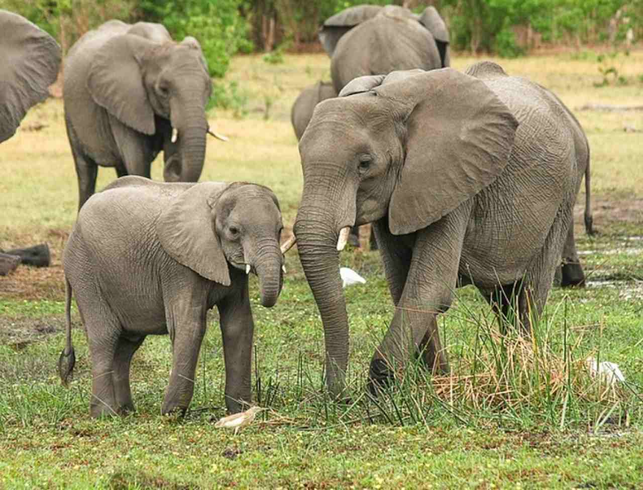 ELEFANTES - Vivem na África e na Ásia, com expectativa de vida de 60 a 70 anos. O período de gestação é de 22 meses. Nasce geralmente 1 filhote por vez, com intervalos de 4 anos entre os nascimentos.