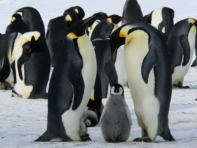 PINGUINS - Vivem em regiões geladas, especialmente na Antártica, com expectativa de vida de 15 a 20 anos. A gestação, ou incubação do ovo, dura cerca de 35 dias. Geralmente nasce 1 filhote por vez, ou até dois, uma vez por ano. 