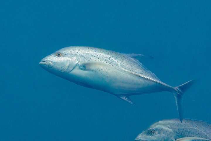 Atum-azul: Altamente valorizado no mercado de sushi, este peixe está ameaçado pela pesca excessiva. Medidas de conservação têm sido implementadas, mas sua população continua em declínio.-wikimedia commons 
Diego Delso