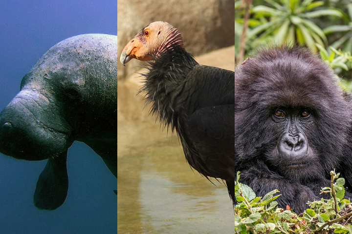 Defensores da vida selvagem começaram a se preparar para uma batalha crucial pela sobrevivência das espécies. Veja animais que se encontram ameaçados de extinção!-montagem/wikimedia commons