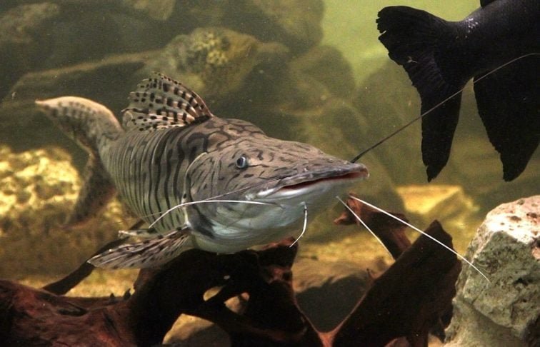 Pin-tado - Tem uma carne clara, suave e saborosa. É muito popular no Brasil por não ter espinhas e tem se tornado um dos pratos favoritos em épocas festivas, como a Páscoa. 