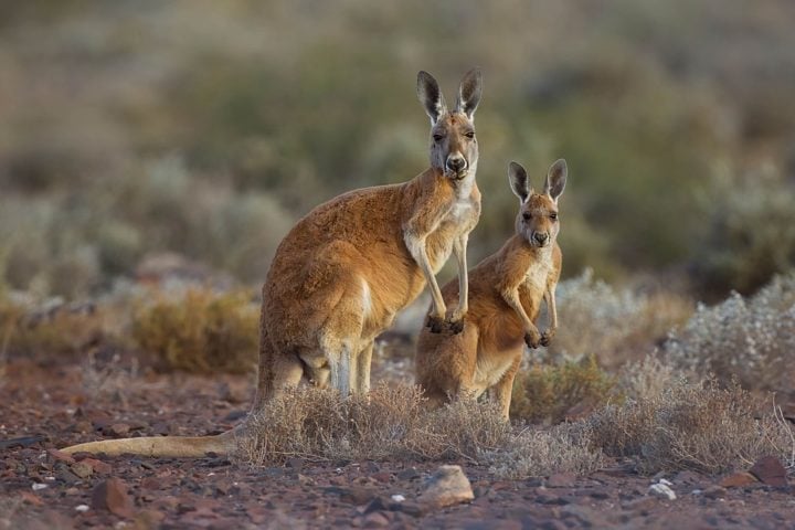 CANGURUS - Vivem principalmente na Austrália, com expectativa de vida de 6 a 8 anos na natureza. A gestação dura apenas 30 a 40 dias, mas o filhote permanece na bolsa da mãe por até 9 meses, nascendo 1 filhote por vez.