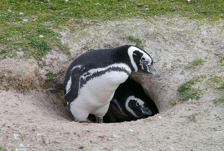 Os pinguins são carinhosos com os filhotes revezando os cuidados entre o macho e a fêmea. Os pais curiosamente se dividem na proteção dos ovos e depois dos filhotes, mantendo a segurança dia e noite.
