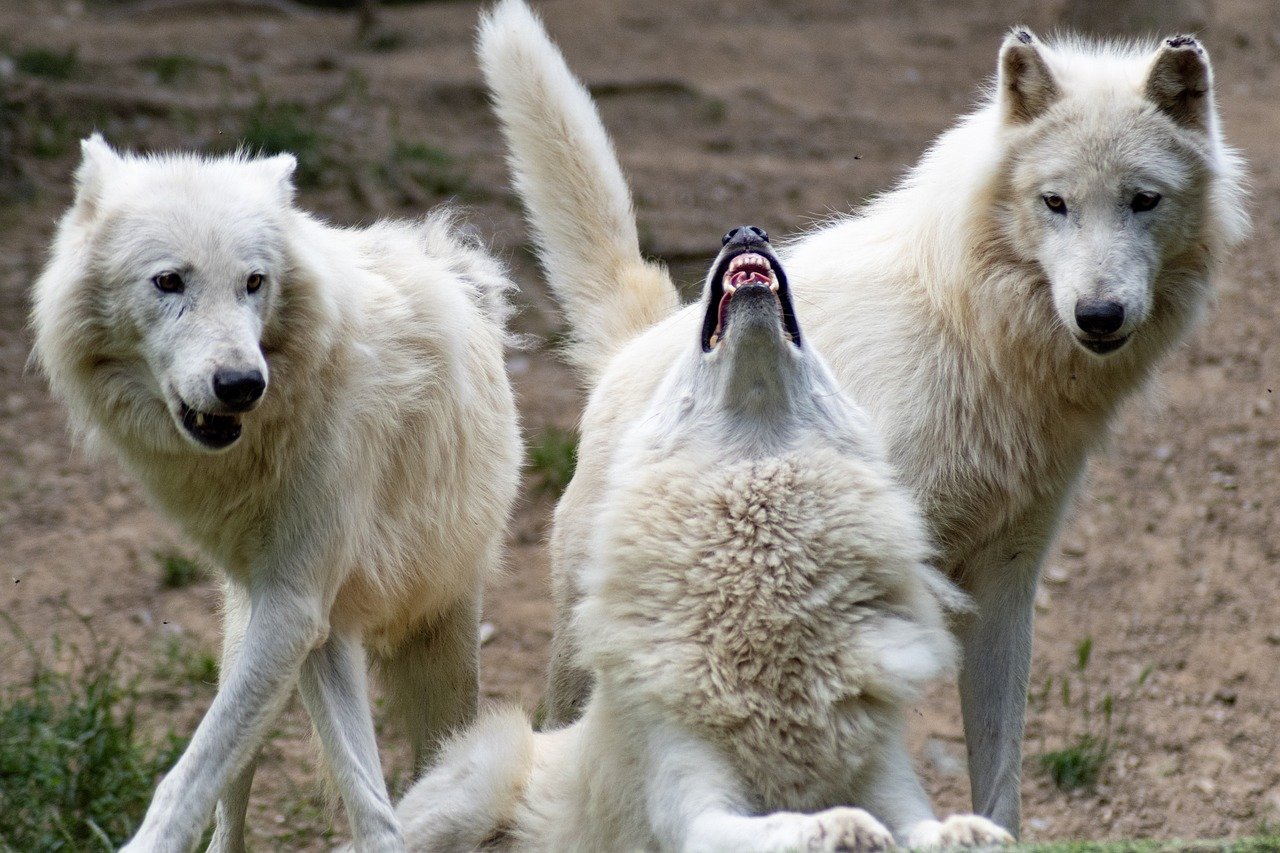 Famosos pela agressividade, os lobos são o oposto com suas crias. E o carinho não se restringe aos pais. Toda a alcateia ajuda a cuidar e proteger os filhotes de todos num empenho conjunto pela preservação da segurança. 