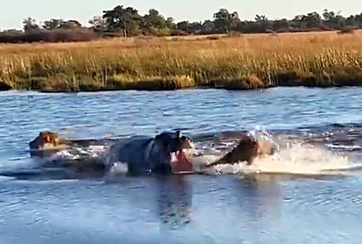 Duas grandes perguntas surgiram a partir do vídeo. A primeira sobre o 