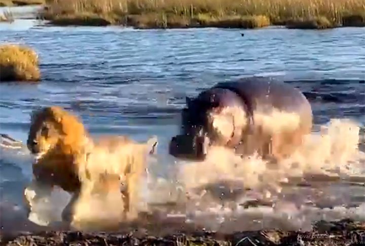 Um dos leões conseguiu chegar até a margem enquanto os outros eram atacados. Em nenhum momento, o hipopótamo se intimida pelo maior número de 