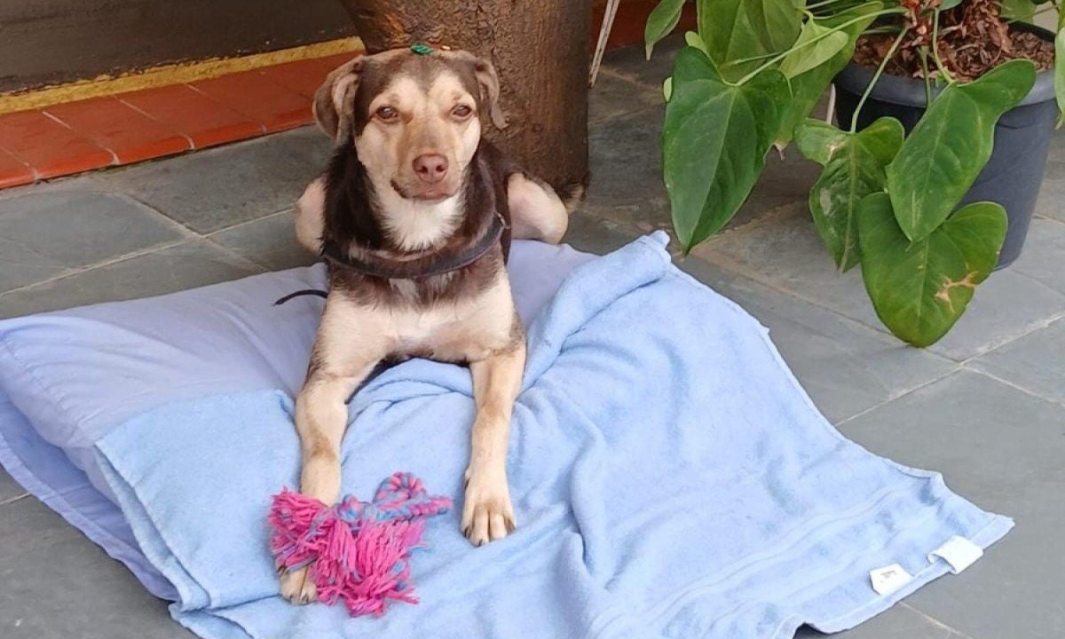 Cachorro Romeu contou com ajuda dos moradores e funcionários da casa São Camilo de Lellis para se recuperar -  (crédito: Arquivo pessoal)