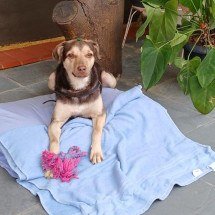 MG: cão resgatado da rua faz a alegria de moradores de casa de acolhimento - Arquivo pessoal