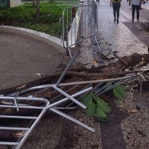 Galho de árvore centenária cai na calçada de avenida em BH - Otávio Rangel/EM/DA Press