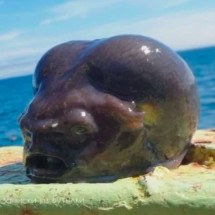 Peixe &#8216;alienígena&#8217; encontrado por pescador na Rússia viraliza na web - reprodução/Roman Fedortsov