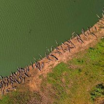 Registro impressionante mostra "paredão" de jacarés no Pantanal - divulgação/Gustavo Fonseca