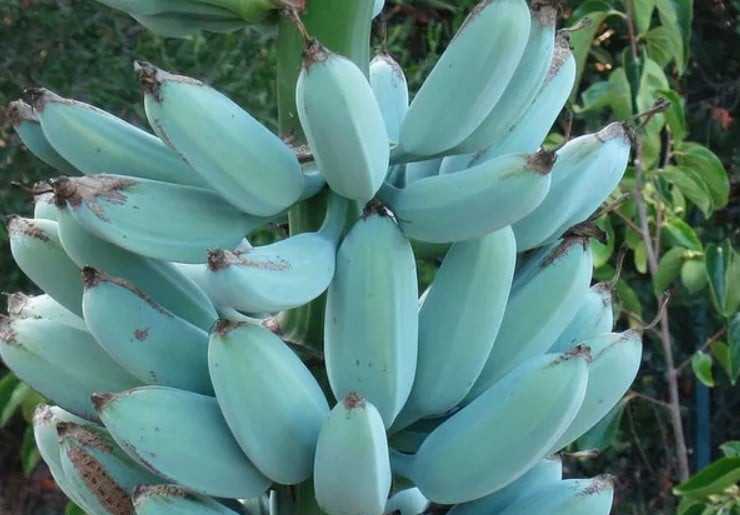 Em algumas regiões tropicais do mundo é possível encontrar uma banana de cor diferente da que estamos habituados (verdes ou amarelas). Trata-se de uma variedade azul que é um híbrido da banana Musa balbisiana e da Musa acuminata. Ela tem sabor que remete à baunilha e textura parecida com a de sorvete. 
 -  (crédito: Reprodução/Sociedade Internacional da Banana)