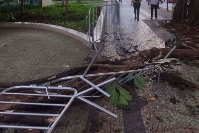 Galho caiu em cima de gradis localizados na calçada da Avenida Getúlio Vargas, na Região Centro-Sul de BH -  (crédito: Otávio Rangel/EM/DA Press)