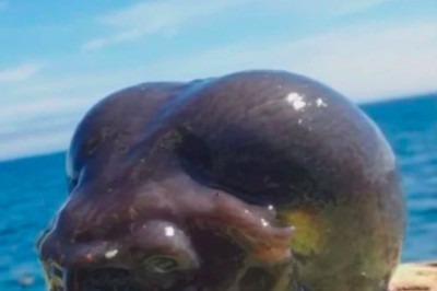 Um pescador ficou surpreso com a aparência esquisita de um peixe que ele capturou no mar da Rússia. -  (crédito: reprodução/Roman Fedortsov)
