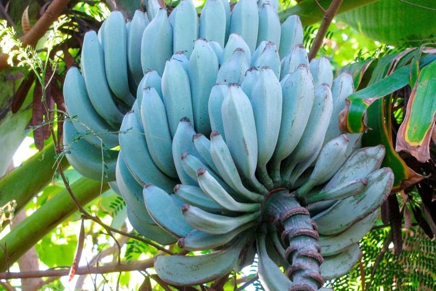 Conhecida como banana azul de Blue Java, essa fruta exótica pode ser encontrada em países do sudeste da Ásia, na América Central, além dos estados americanos do Havaí e da Flórida (onde é conhecida como banana-sorvete). Ela é mais carnuda que as outras variedades, mas possui uma consistência cremosa que lembra a do sorvete. Além disso, é possível sentir um leve sabor de baunilha e, quando madura, pode ser ingerida com colher.


