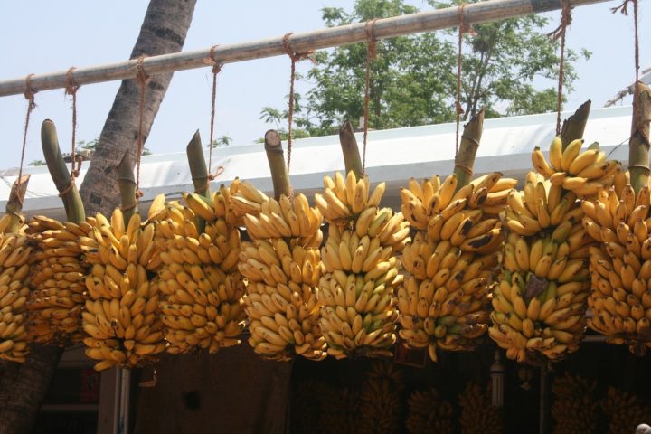 A Cavendish, desenvolvida para resistir àquela primeira praga, agora enfrenta uma variação do mesmo fungo: o Fusarium oxysporum (TR4).