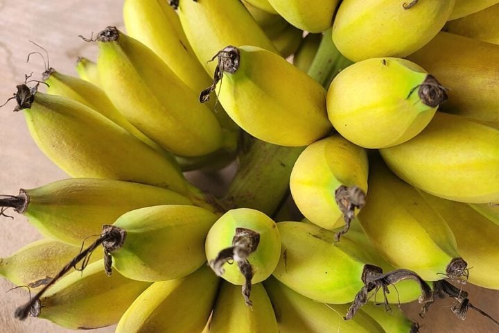 Atualmente, a Índia e a China são os maiores produtores de bananas, com o Brasil também incluído entre os maiores.