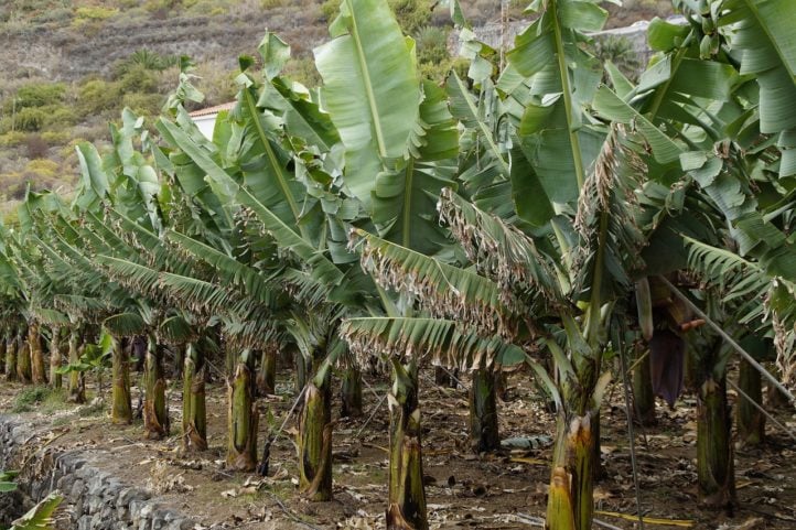 Nos anos 1950, a Gros Michel foi dizimada por uma doença causada pelo fungo Fusarium oxysporum raça 1, que impede o transporte de água e nutrientes na planta.