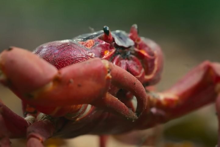 AdaptaÃ§Ã£o ao ambiente terrestre: Os caranguejos-vermelhos gigantes desenvolveram adaptaÃ§Ãµes Ãºnicas para a vida terrestre, como pulmÃµes modificados que lhes permitem respirar ar e garras poderosas que ajudam na escalada de Ã¡rvores e na defesa contra predadores.