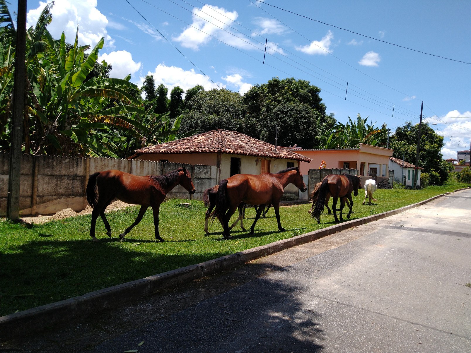 Na vila quase deserta, a presença de animais pastando nas vias é constante-Paulo César Reis da Costa