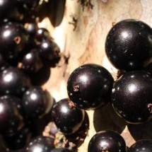 Cascas da jabuticaba têm potentes antioxidantes; aproveite