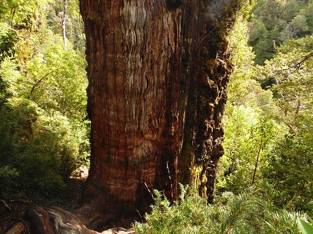 Gran Abuelo (Chile) - É um cipreste-da-Patagônia - Há uma polêmica em relação a essa árvore. Enquanto algumas fontes atribuem uma idade de 3.646 anos para ela, outras defendem que análises de anéis da árvore mostram uma idade mais antiga, de 5.846 anos. Neste caso, seria mais velha até do que a Matusalém. 

