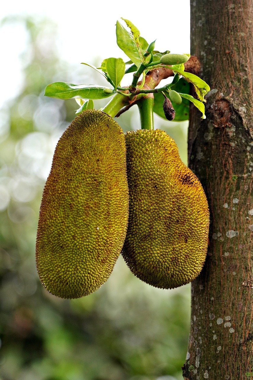 Uma jaqueira madura produz cerca de duzentos frutos por ano, com árvores mais velhas produzindo até quinhentos frutos ao longo dos 365 dias. 