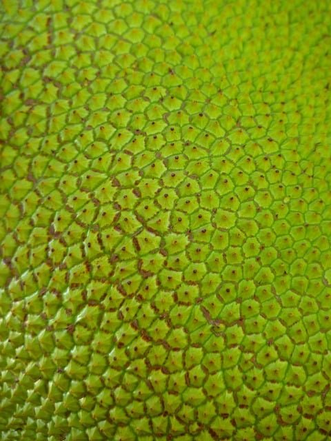 A jaca contém vitamina C, flavonoides e carotenoides, compostos antioxidantes que protegem a pele contra os danos causados pelo excesso de radicais livres. Eles, então, ajudam a evitar o surgimento de rugas, flacidez e envelhecimento precoce.