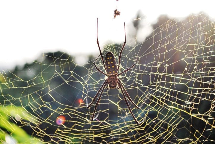 Aranha-de-fio-de-ouro (Nephila clavipes): Essas aranhas sÃ£o grandes, encontradas em vÃ¡rias partes do mundo e sÃ£o conhecidas por suas teias douradas.