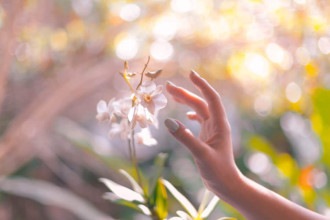Limpeza espiritual: 4 ervas que substituem a sálvia branca