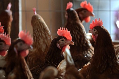 Os EUA relataram o primeiro surto da gripe aviária mortal H7N9 em uma granja avícola desde 2017 -  (crédito: Justin Sullivan/Getty Images/AFP)