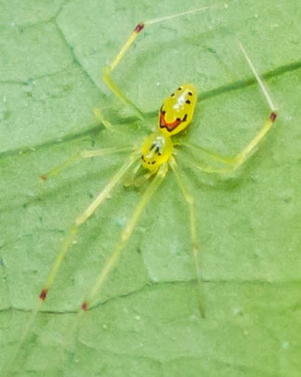 Aranha-cara-feliz (Theridion grallator): Essa aranha vive nas florestas tropicais da Nova Zelândia. Ela é pequena e não costuma ar de 10 cm. Além disso, essa espécie é conhecida por sua coloração brilhante, que lembra a cara de um palhaço.