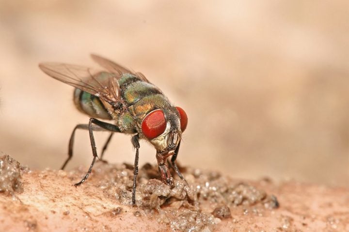 Outro grupo conhecido são as moscas-varejeiras, que depositam seus ovos em tecidos em decomposição ou diretamente em animais vivos.-wikimedia commons Muhammad Mahdi Karim