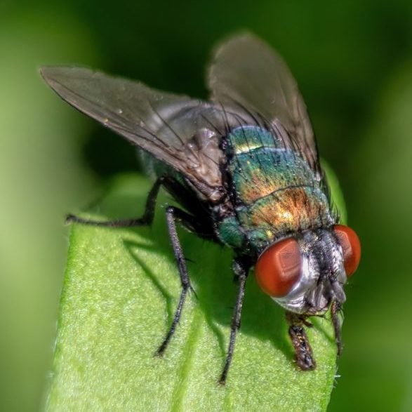 Apesar de tudo, as moscas também têm um papel importante no ecossistema. Elas ajudam na polinização de certas plantas e desempenham uma função vital no processo de decomposição, quebrando materiais orgânicos e acelerando sua reciclagem no solo. -Sophia Nel por Pixabay

