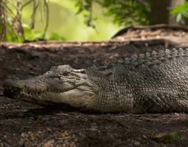 Fato número 6: Vivem por muito tempo - Muitos não sabem, mas os crocodilos podem viver mais do que um ser-humano. já que eles podem alcançar os 80 anos e, em condições específicas, podem atingir os 90anos. 