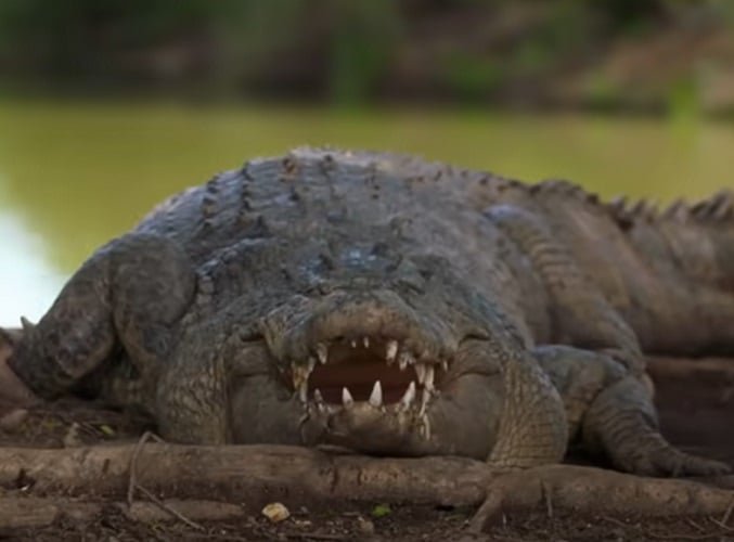 Fato número 3: Boca cheia de dentes  - Um dos motivos que as pessoas temem tanto um crocodilo é pela sua enorme boca. E esse medo tem sentido, já que nesta região do corpo esse animal costuma ter entre 70 e 80 dentes!