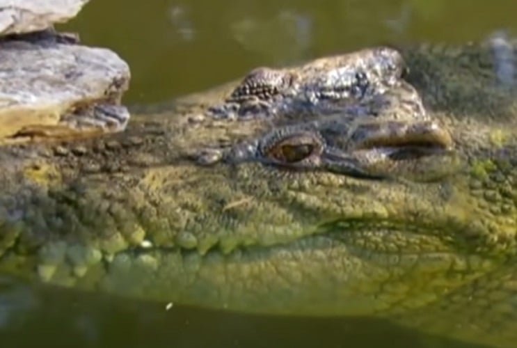 Fato número 4: Tragédia na Etiópia  - Em 2005, uma inundação no sudoeste da Etiópia resultou na morte de 134 mortes. No entanto, 19 delas não foram causadas pela água, e sim pelos crocodilos que devoraram as vítimas.