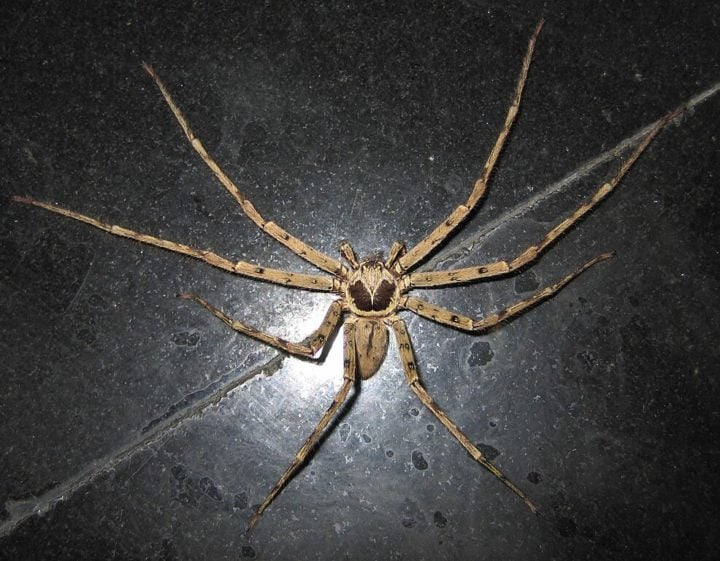Aranha-caranguejo (Heteropoda venatoria): Ao contrÃ¡rio da â??cara-de-macacoâ??, essa Ã© uma aranha grande, que chega a medir 20 cm de envergadura. Ela pode ser encontrada em vÃ¡rias partes do mundo.