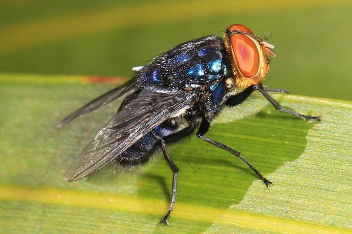 Algumas espécies, como a Cochliomyia hominivorax, causam miíase, uma infestação parasitária em que as larvas se alimentam de tecidos vivos, o que pode ser uma condição médica grave tanto para animais quanto para seres humanos.-flickr - Judy Gallagher