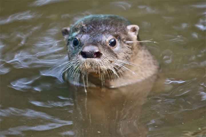 Lontras: Dormem de mãos dadas para não se perderem enquanto flutuam. As lontras são mamíferos semiaquáticos brincalhões. Vivem em rios, lagos e oceanos. Vivem de 10 a 20 anos.

