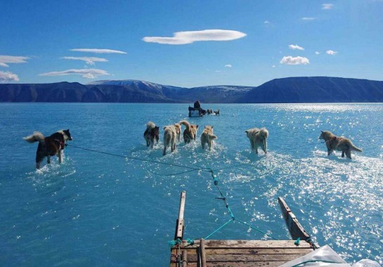 'Gelo derreteu sob nossos pés': a dramática foto de huskies correndo sobre água 