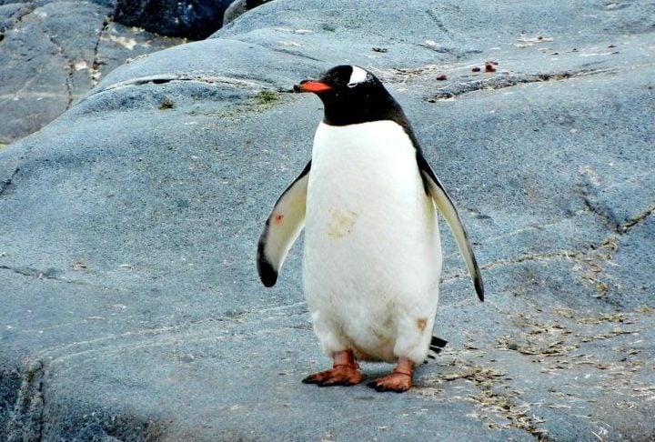 Pinguins: Os pinguins machos da espécie Adélia presenteiam fêmeas com pedrinhas para conquistá-las. Os pinguins são aves que não voam, adaptadas ao frio. Vivem na Antártida e costas do Hemisfério Sul. Vivem cerca de 15 a 20 anos.

