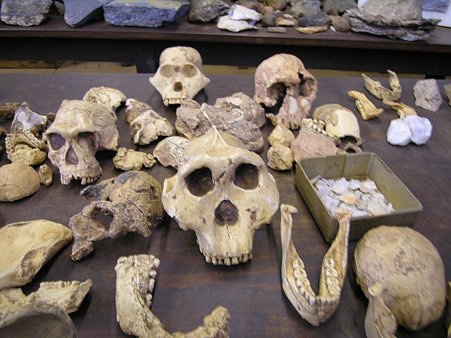 A migraÃ§Ã£o dos hominÃ­deos comeÃ§ou pela Ãsia, entre 2 e 1,8 milhÃµes de anos atrÃ¡s. A chegada Ã  Europa veio entre 1,5 e 1 milhÃ£o de anos atrÃ¡s, segundo o Programa Origens Humanas.