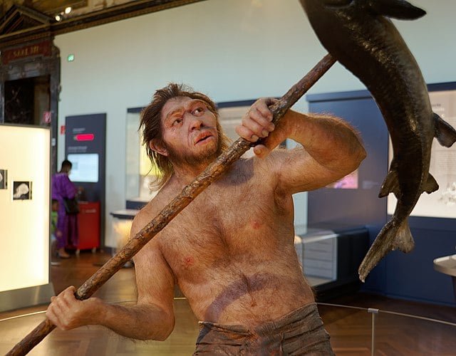 O Homo erectus (entre 2 milhões e 400 mil anos atrás), apesar de coexistir com o H. habilis, viria na sequência da linha evolutiva, com uma forma de andar e proporções corporais mais próximas dos humanos modernos. Aqui, os hominídeos começavam a dominar o uso do fogo.  