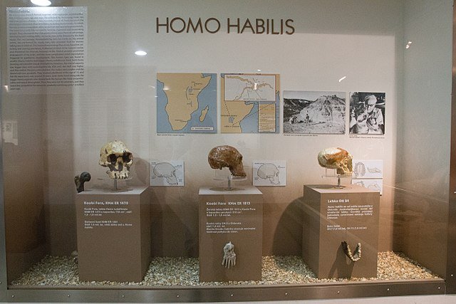De acordo com o Smithsonian, todos os primeiros seres humanos, que viveram entre seis e dois milhões de anos atrás, viveram na África.