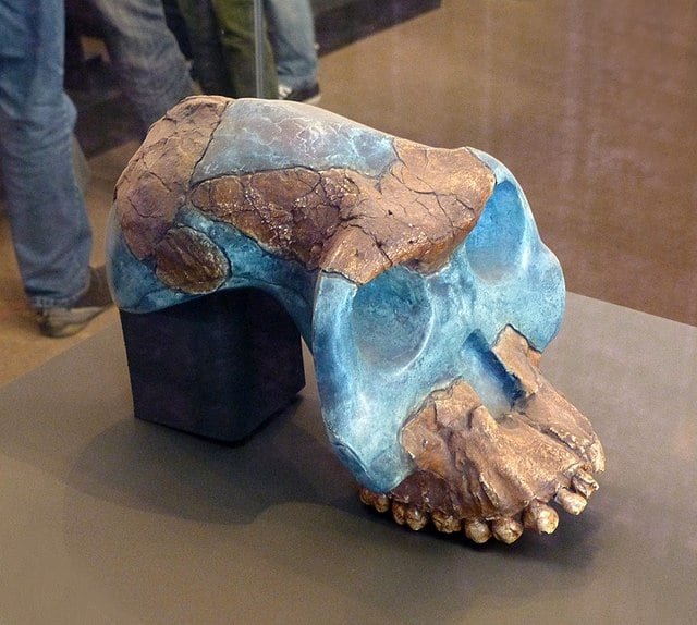 Entre as espÃ©cies apontadas como ancestrais dos hominÃ­deos estÃ£o o Australopithecus garhi, Australopithecus sediba, Australopithecus africanus e o Australopithecus afarensis.